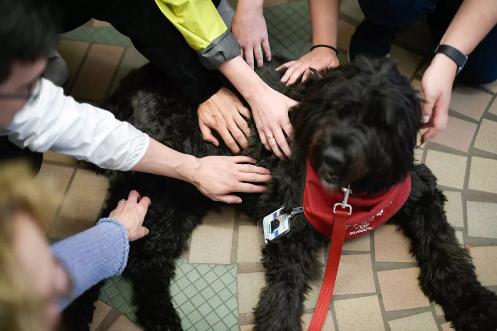 Kids-hands-petting-puppy-in-circle